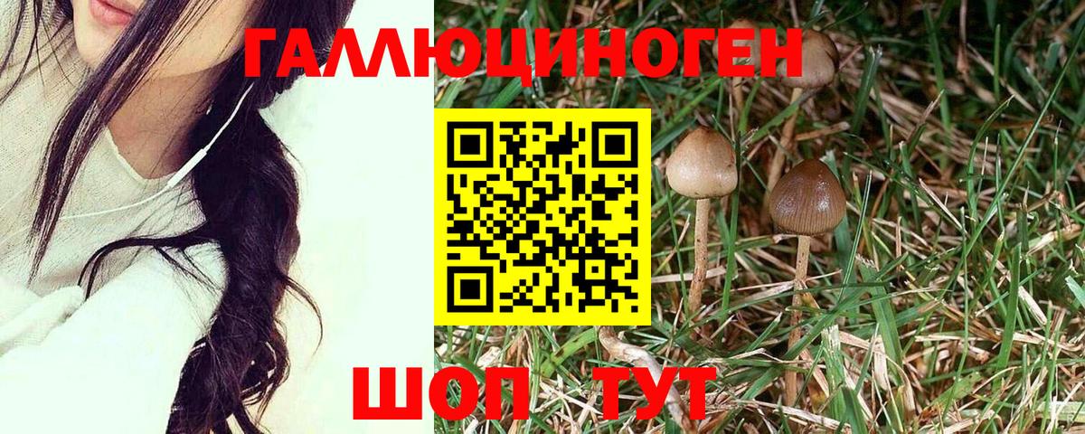 Псилоцибиновые грибы прущие грибы Гатчина